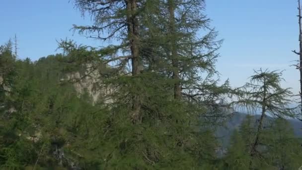 Spruce trees in the mountains — Stock Video