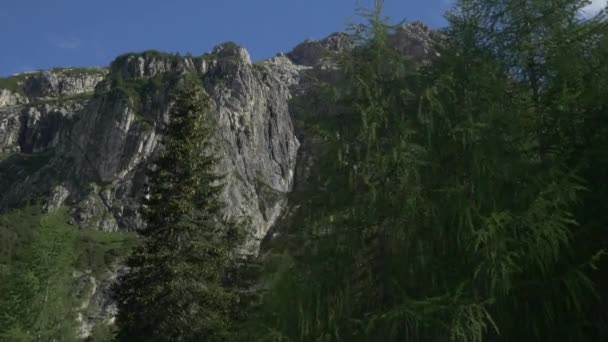 Larch trees in the mountains — Stock Video