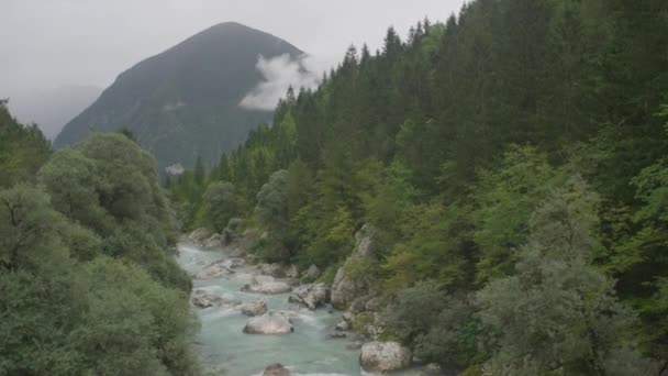 Río que corre a través de exuberante bosque — Vídeos de Stock