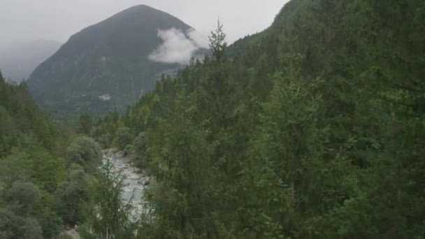 Floden rinner genom bergskog — Stockvideo