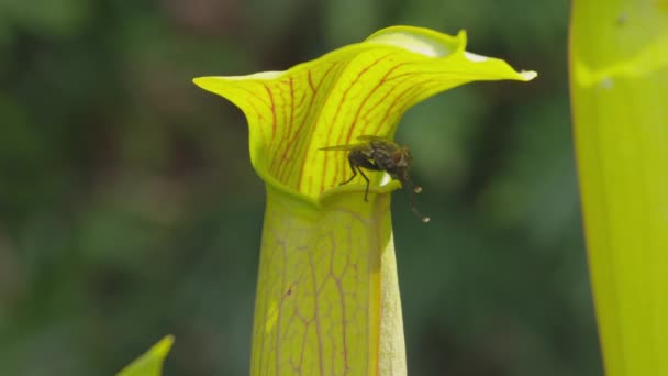 Parte superior de la planta carnívora — Vídeos de Stock