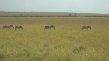 Afrika safari Zebras