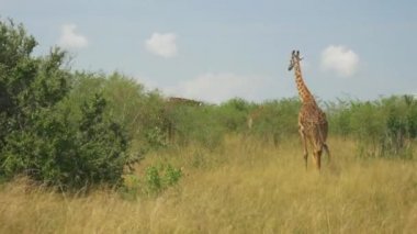 Zürafalar Afrika Savannah