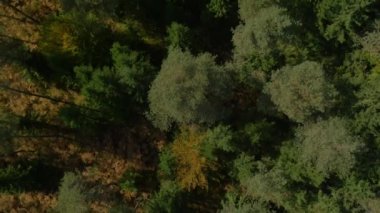 Bir ormandaki uzun sonbahar ağaçlar