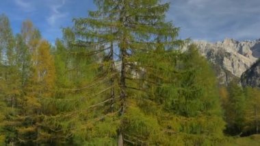 Yemyeşil Karaçam ağacı üzerinde uçan