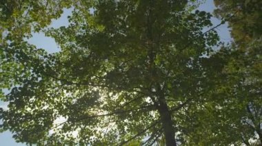 Yeşil ağaç üstleri ile parlayan güneş