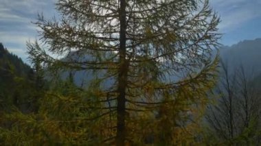 Renkli ağacı içinde parlayan güneş