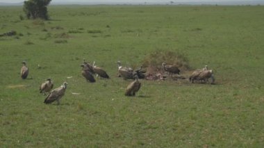 Ölü buffalo eti yiyen akbabalar