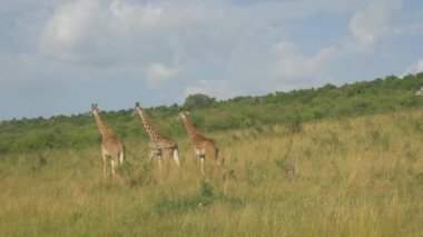 Zürafalar Afrika Savannah