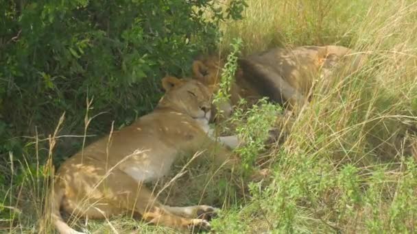 Lions slapen onder de boom — Stockvideo