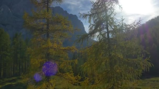Полет между лиственницами на вершине горы — стоковое видео