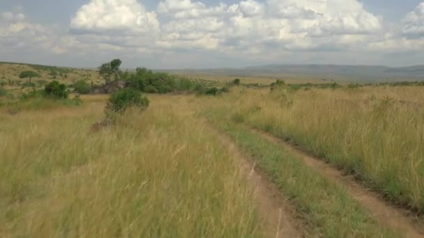 Safari in Kenyan Maasai Mara — Stock Video