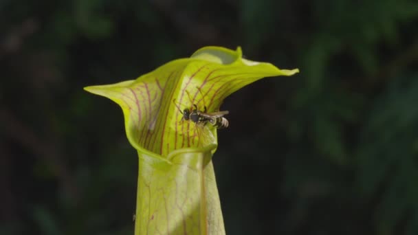 Wasp valt in de vleesetende plant — Stockvideo