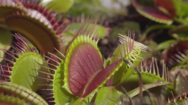 Spin valt in vleesetende plant — Stockvideo