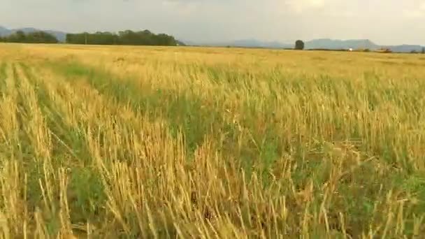Sklizeň pšenice fied — Stock video
