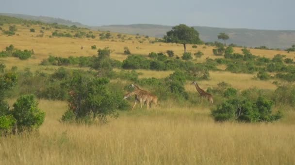 Girafas em safári africano ensolarado — Vídeo de Stock