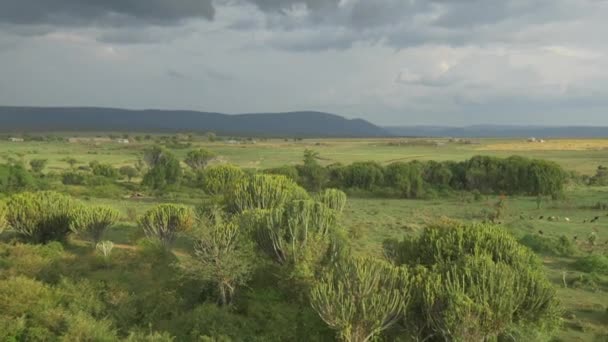 Üppige landschaft in afrika — Stockvideo