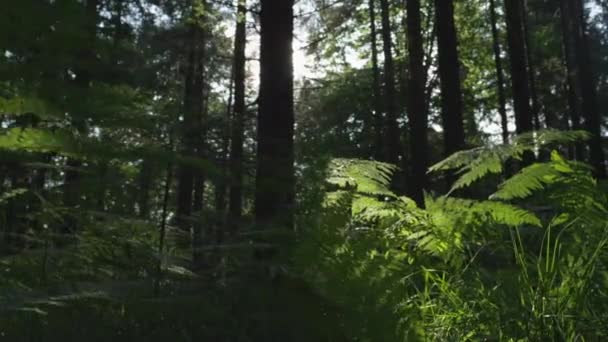 Trädstammar i skogen — Stockvideo