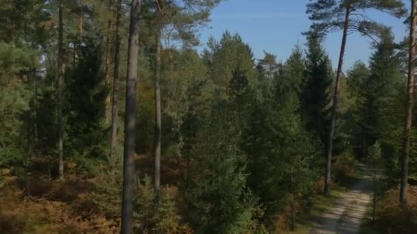 Autumn pine tree forest — Stock Video