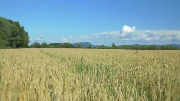 Champ de blé doré