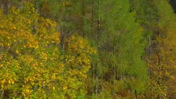 Осенние деревья в горах — стоковое видео