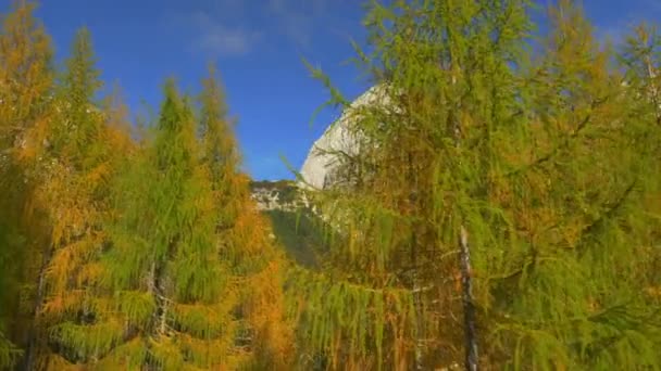 Árboles de otoño en las montañas — Vídeo de stock