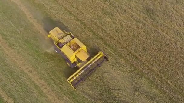 Combine Harvester corte de trigo — Vídeo de Stock