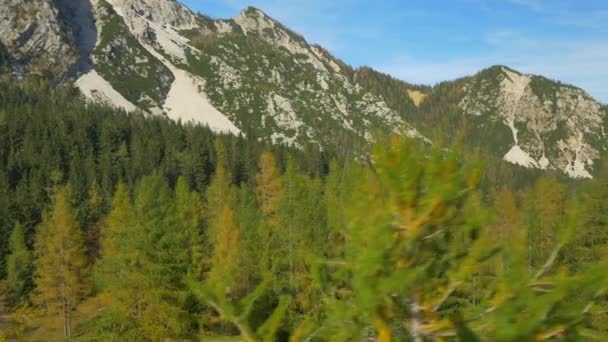 Larch árvores nas montanhas — Vídeo de Stock