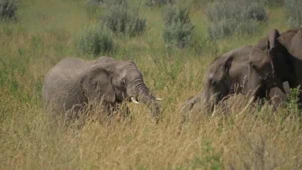 Ελέφαντες στην ζεστό Αφρική — Αρχείο Βίντεο