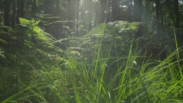 Gras groeit in het forest — Stockvideo