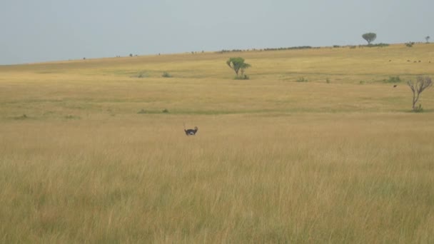 Struzzo che cammina attraverso Safari africano — Video Stock
