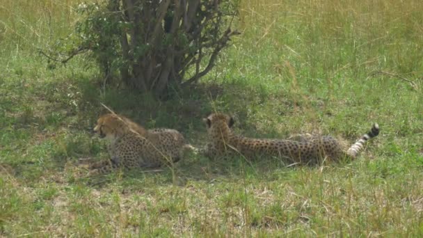Guépards couchés à l'ombre 