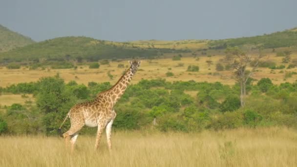 Jirafa caminando a través del prado africano — Vídeos de Stock