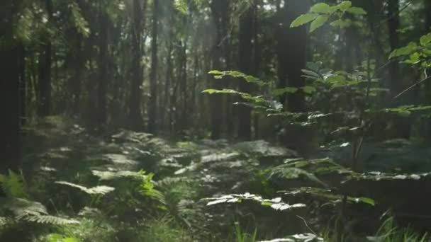 Wandelen door mysterieuze bos — Stockvideo