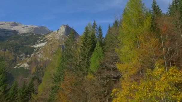 Осінні дерева в горах — стокове відео