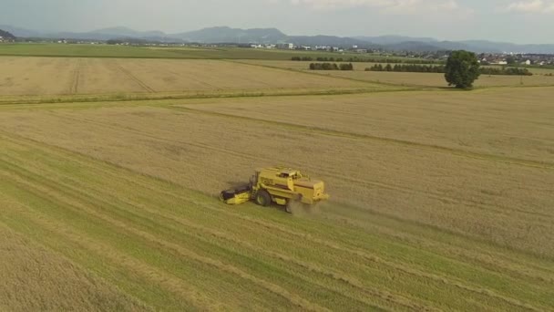 Συνδυάστε συγκομιδής που εργάζονται σε ένα χωράφι με σιτάρι — Αρχείο Βίντεο