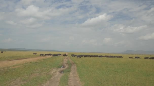 Büffel in Afrika — Stockvideo