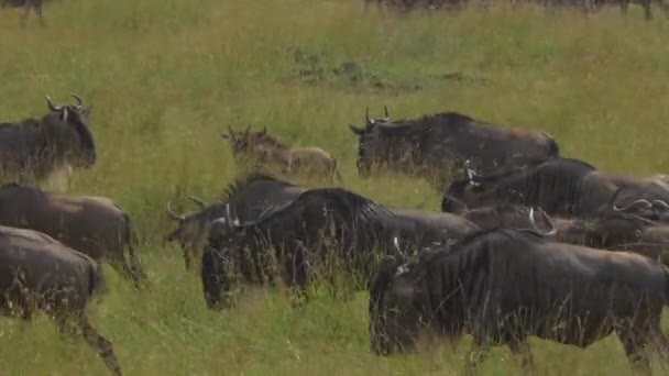 Wildebeest stéhování — Stock video