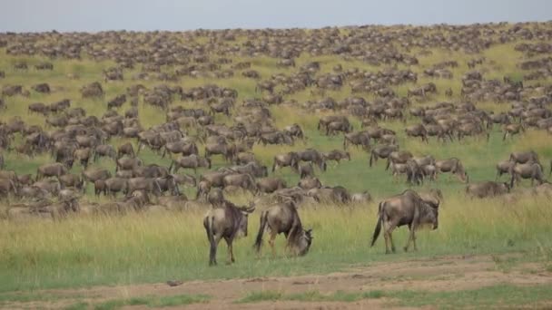 Wildebeest migration — Stock Video