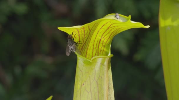 食虫植物のスパーを舐めているハエ — ストック動画