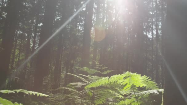 No fundo da floresta mística — Vídeo de Stock