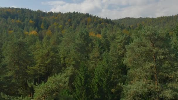 Bosque en otoño — Vídeo de stock