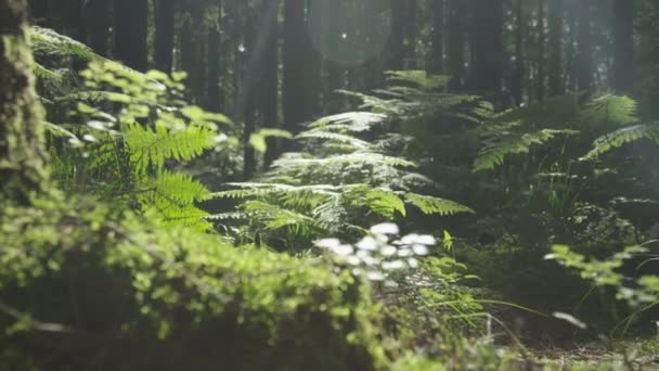 Δέντρα, ρίζες και βρύα στο ηλιόλουστο δάσος — Αρχείο Βίντεο