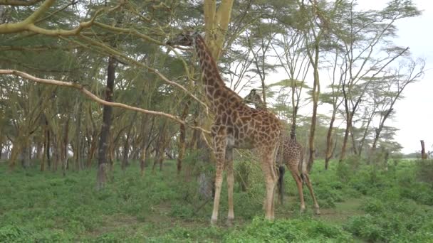 Жирафы едят листья — стоковое видео