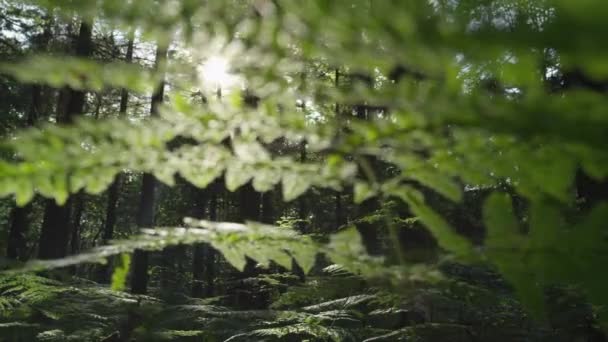 Sol brilhando através de folhas verdes — Vídeo de Stock