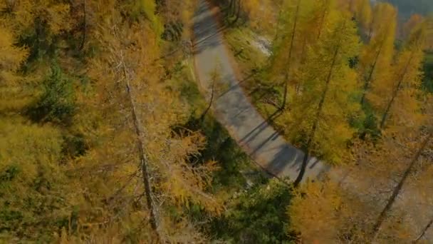 Forêt d'automne dans les montagnes — Video