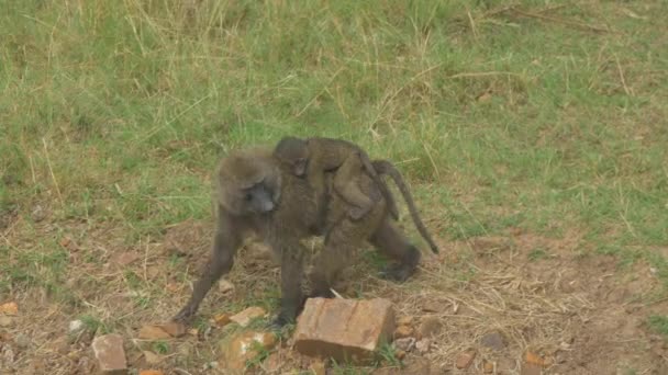 Madre y bebé babuino — Vídeos de Stock