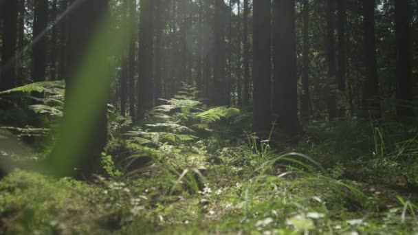 Terreno florestal — Vídeo de Stock