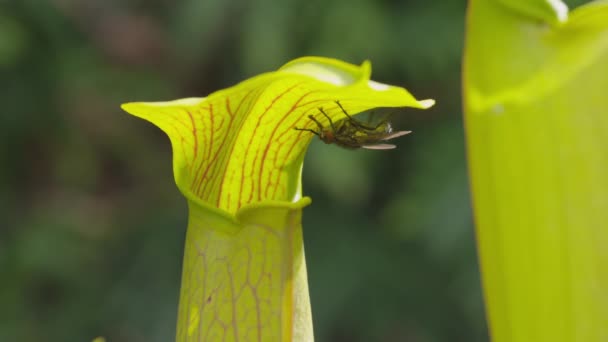 Vliegen eten het SAP van vleesetende plant — Stockvideo