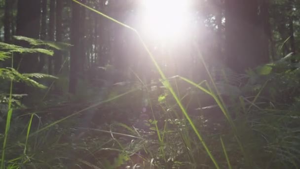 日当たりの良い森林内の地面の上を歩く — ストック動画